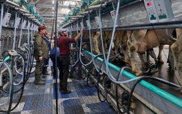Молочно-товарный комплекс на 1400 голов КРС открыли в Ярославской области