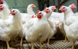 Американский совет по курице заявил об устойчивости производства курятины