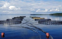 Российский рынок аквакультуры станет экологичнее