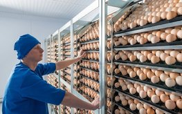 Казахстан: Птицефабрики просят помочь им с кормами