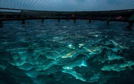 В России зарождается органическая аквакультура