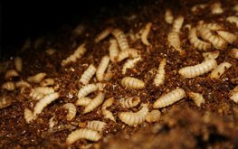 Agronutris выделяет &euro;100 млн на заводы по производству белка из насекомых