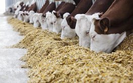 От оптимизации затрат на комбикорма к снижению себестоимости животноводческой продукции