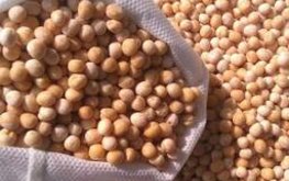 Фермеры стали сеять больше гороха на фоне пошлин на зерно