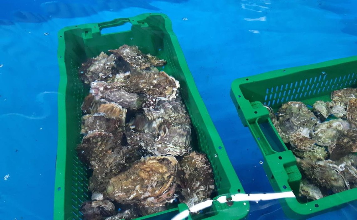 На &laquo;морских огородах&raquo; Приморья выращено почти 56 тыс. тонн аквакультуры