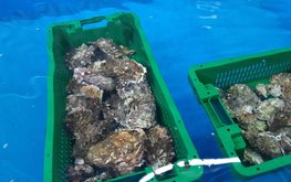 На &laquo;морских огородах&raquo; Приморья выращено почти 56 тыс. тонн аквакультуры