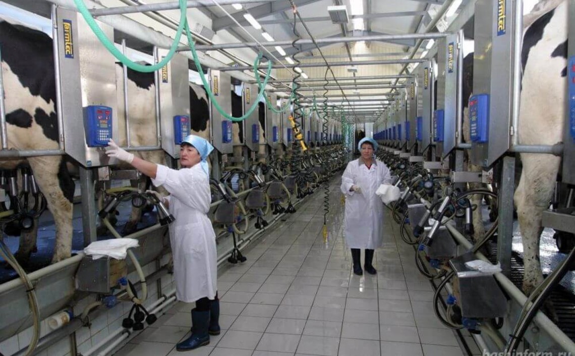 Производство товарного молока в Башкортостане выросло на 21 тыс. тонн