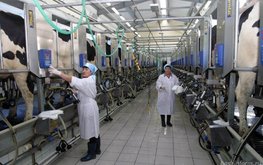 Производство товарного молока в Башкортостане выросло на 21 тыс. тонн