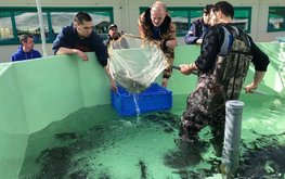 Первая тонна ямальской форели поступит в продажу в декабре