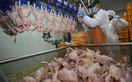 Депутат Госдумы Сергей Лисовский - о ситуации с ценами на курицу