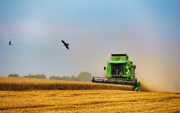 Стоимость российской пшеницы выросла до максимума