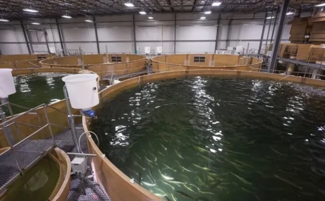 Американская AquaBounty собирается привлечь 320 миллионов долларов для новой наземной фермы по выращиванию лосося