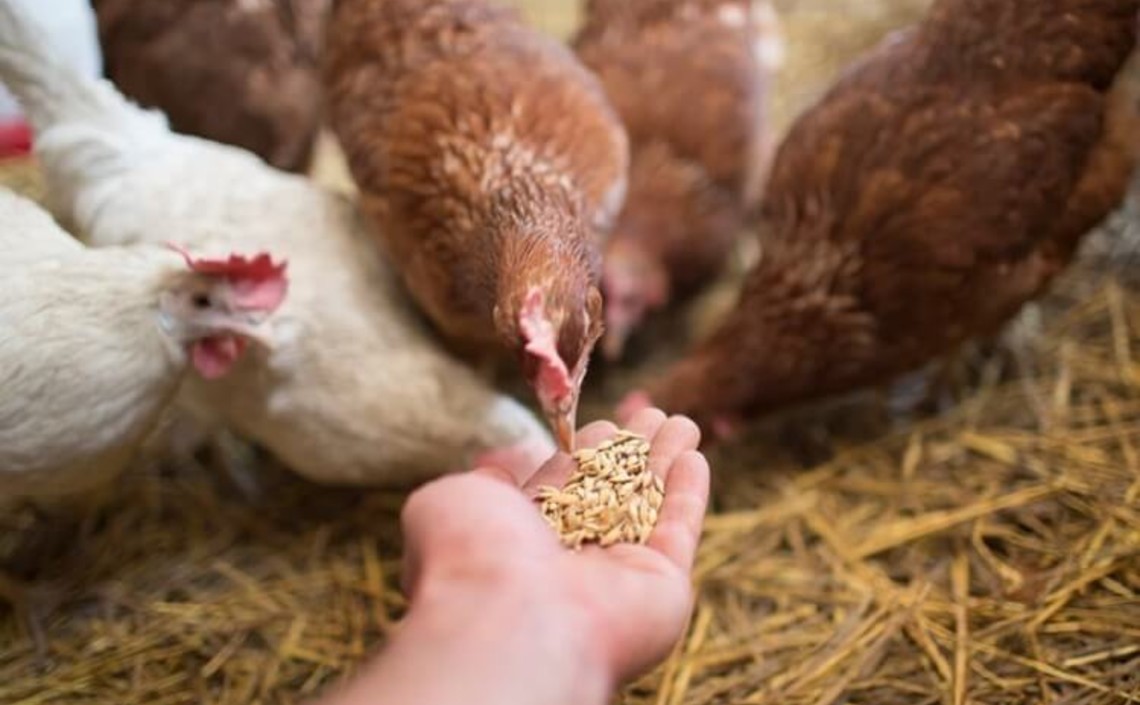 ЕС снял запрет на использование побочных продуктов животного происхождения в кормах для птицы