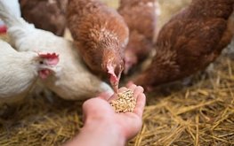 ЕС снял запрет на использование побочных продуктов животного происхождения в кормах для птицы