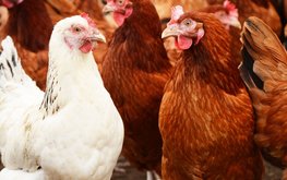 Российский птицеводческий союз провёл вебинар
