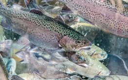 Finnforel инвестирует 45 млн евро в расширение проекта по выращиванию в УЗВ радужной форели