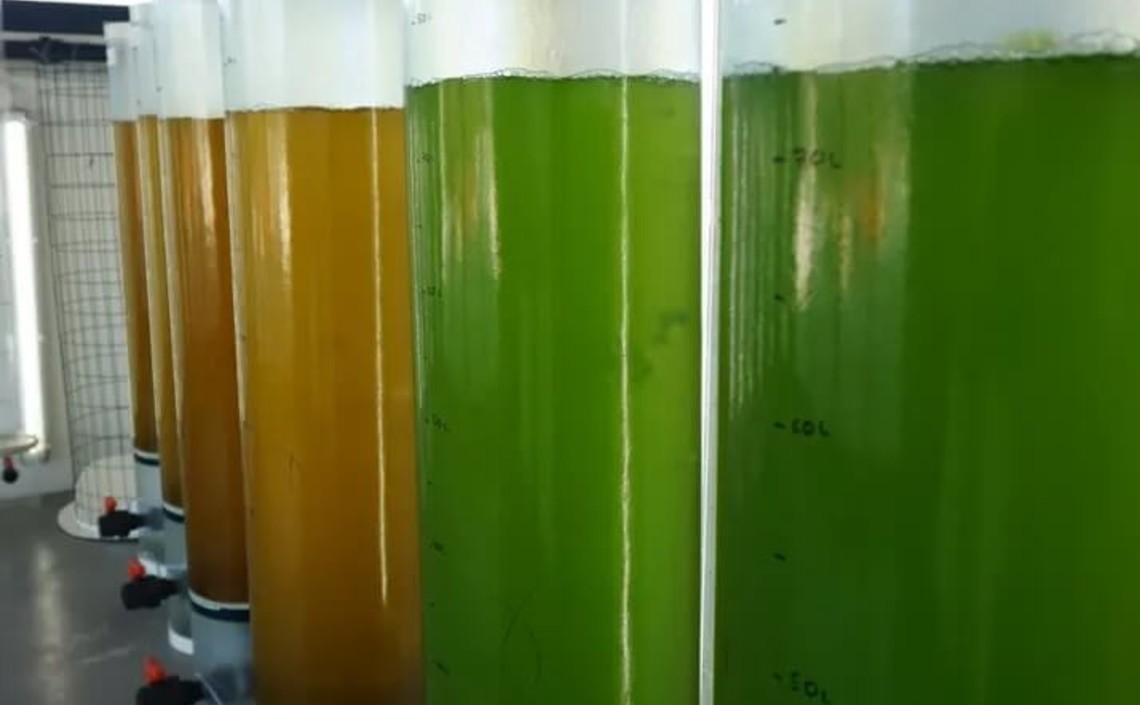 Микроводоросли станут частью будущей стратегии Cargill в области производства устойчивых кормов
