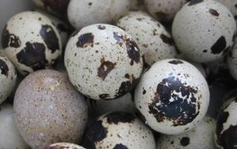 Начинающие фермеры Ставрополья стартуют с птицеводства
