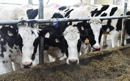Рязанская область продолжает наращивать производство молока