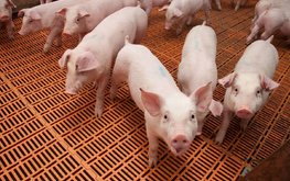 РФ за последние пять лет увеличила производство свинины на 39%