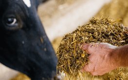 Инновационные способы кормления коров будут разрабатывать в Великобритании
