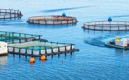 Европейские производители аквакультуры провели Генеральную ассамблею в Риме