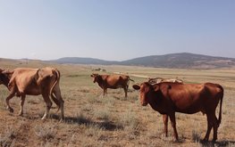 В Дагестане завершается строительство цеха по производству концентрированных кормов для скота