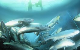 Новое средство для уменьшения посторонних привкусов рыбы из УЗВ