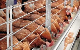 Использование аминокислот в рационах свиней и птицы будет только расти