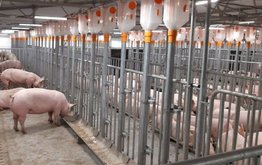 Мордовия лидирует в ПФО по производству свиней на убой