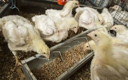 Британский ритейлер заменит сою насекомыми, чтобы сократить углеродный след