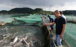 Производство аквакультуры во Вьетнаме выросло на 4,1%