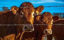 Поголовье скота в Евросоюзе за 20 лет сократилось на 8,9%