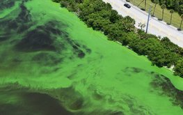 Чилийские рыбоводы потеряли $4,4 млн из-за цветения водорослей