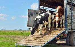 Россия и Казахстан ввели взаимные ограничения на ввоз животноводческой продукции
