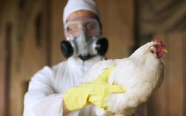 Ситуация с гриппом птиц в России может ухудшиться