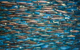 Производство рыбной муки и рыбьего жира вырастет на 6% в 2021 году