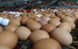 В Ленинградской области подвели предварительные итоги работы птицепрома за 2021 год