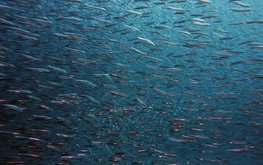 На границе сероводородного слоя в Черном море нашли много рыбы