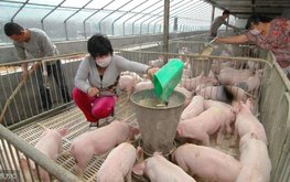 Китай лидирует в мировом производстве кормов в 2021 году