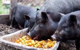 Во Вьетнаме используют бананы в кормах для свиней