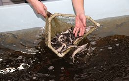 Калининградские аквакультурные хозяйства получат субсидии и гранты