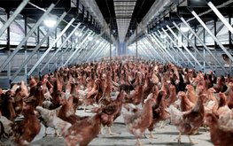 В Нидерландах забьют более 160 тыс. куриц из-за птичьего гриппа