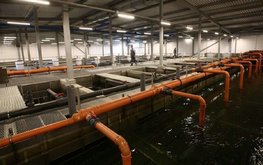 Ульяновская область наращивает производство рыбы