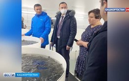 В Башкирии открылась акваферма по выращиванию клариевых сомов