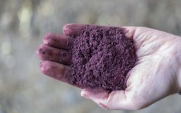 В Швеции построят фабрику по производству водорослей для кормления скота
