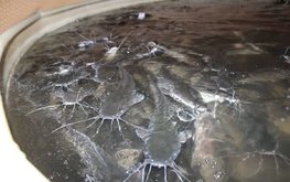 В Белгородской области растёт производство товарной рыбы