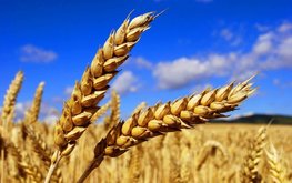 Росстат уточнил данные по урожаю