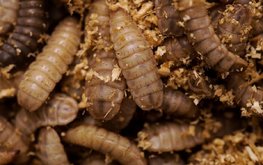 Личинки чёрной львинки в качестве корма для мясных пород КРС&ndash; ценовые модели