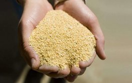 Соевый шрот: за год стоимость выросла почти на 40%